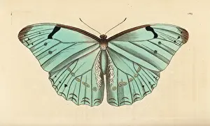 Morpho: White morpho, Morpho laertes
