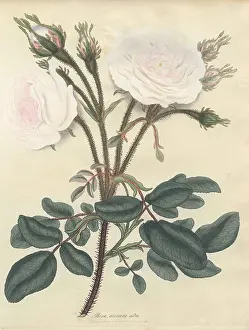Repository: White moss rose, Rosa muscosa alba