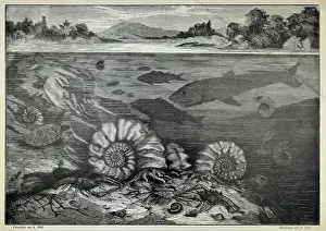 Hora: The White Mountain (Bila hora) during the Cretaceous