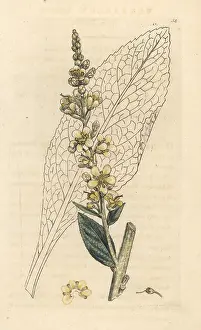 Mullein: White mullein, Verbascum lychnitis
