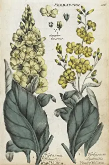 Hoary: White mullein, Verbascum thapsus, and hoary