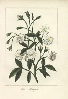 Moschata: White musk rose, Rosa moschata