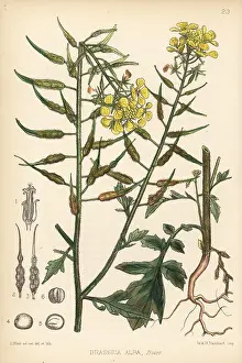 Brassica: White mustard, Brassica alba
