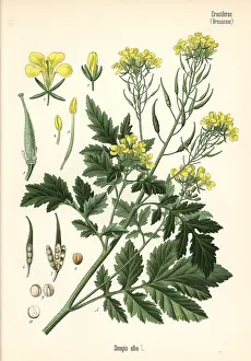 Sinapis: White mustard, Sinapis alba