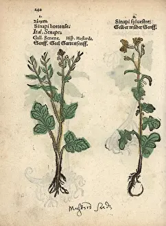 Sinapis: White mustard, Sinapis alba, and hedge mustard