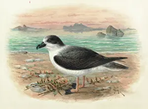 Buller: White-naped Petrel, Pterodroma cervicalis