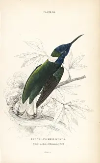 Trochilus: White-necked jacobin, Florisuga mellivora