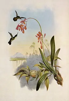 Orchid: White-Necked Jacobin, Florisuga mellivora