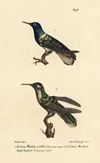 Oeuvres: White-necked jacobin and grey-breasted sabrewing