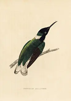 Trochilus: White-necked Jacobin hummingbird, Florisuga mellivora