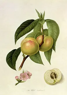 Prunus: White Nectarines