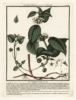 Plante Medicinale De La France: White nettle, Lamium album
