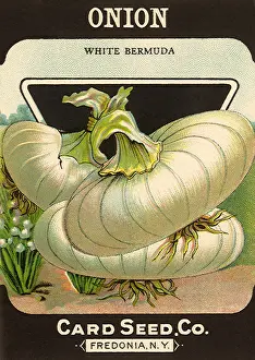 Onion: White Onion Seed Packet