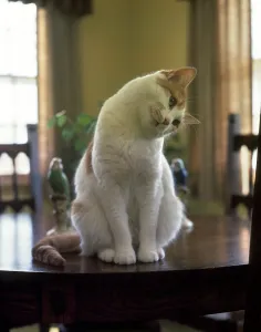 Cocked: White and Orange Tabby Cat Sitting on Dining Room