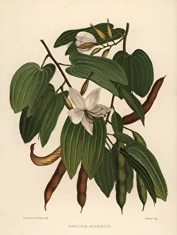 Ninian: White orchid-tree, Bauhinia acuminata