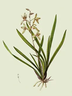 Supports: White Orchidaceae
