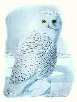 Snowfield: White Owl in the Snow