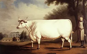 Lightly: White Ox and Herdsman