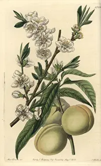 Amygdalus: White peach, Amygdalus persica alba