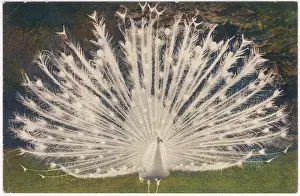 Albus: WHITE PEACOCK