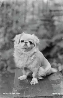 Fluffy: A White Pekingese Dog