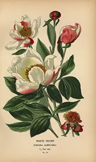 Araucaria: White peony, Paeonia lactiflora
