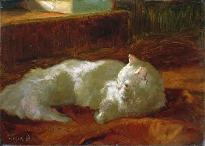 Heyer: White Persian Cat