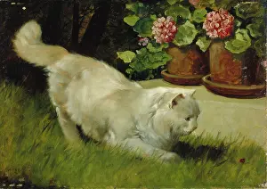 Heyer: A White Persian Cat with a Ladybird