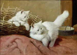 Heyer: White Persian Kittens with a bee