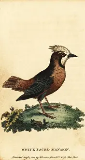 The Naturalists Pocket Magazine: White-plumed antbird, Pithys albifrons