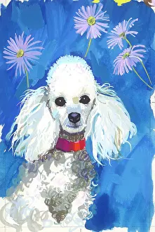 Shannon: White Poodle with mauve daisies