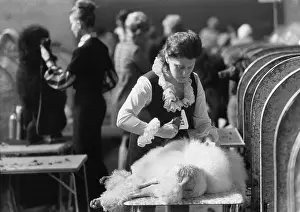 Compartments: White poodle and owner at a dog show