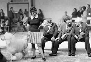 Poodles: White poodle and owner, Manchester Dog Show