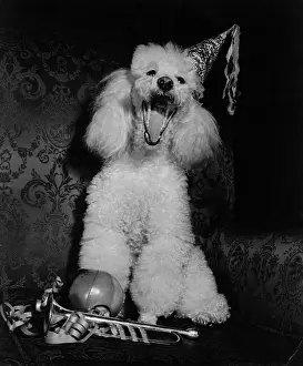 Bored: White poodle in a party hat