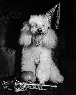 Trumpets: White poodle in a party hat