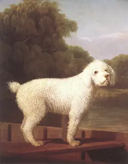 Punt: White Poodle in Punt, by Stubbs