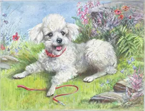 Harebells: White poodle puppy with a lead on the grass