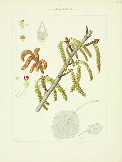 Fabidae: White poplar