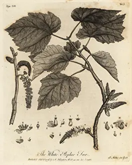 Catkin: White Poplar Tree, Populus alba
