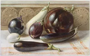 Eggplant: White and purple aubergines