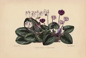 Cyclamen: White and purple cyclamens Cyclamen ibericum