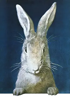 Ledge: White Rabbit