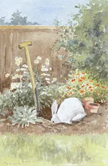 Roberta: White Rabbit Burrowing in Garden