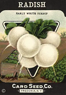 Radish: White Radish Seeds
