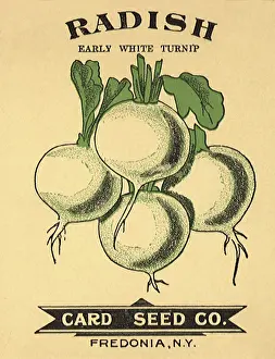 Packets: White Radishes