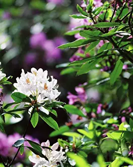 Witley: White rhodedendron flower