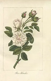 Prudhomme: White rose, Rosa alba