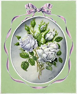 White Roses and Pink Ribbon