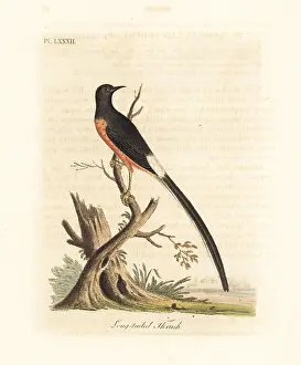 Macrourus: White-rumped shama, Copsychus malabaricus