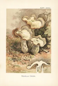 Mycology: White saddle or elfin saddle mushroom, Helvella crispa